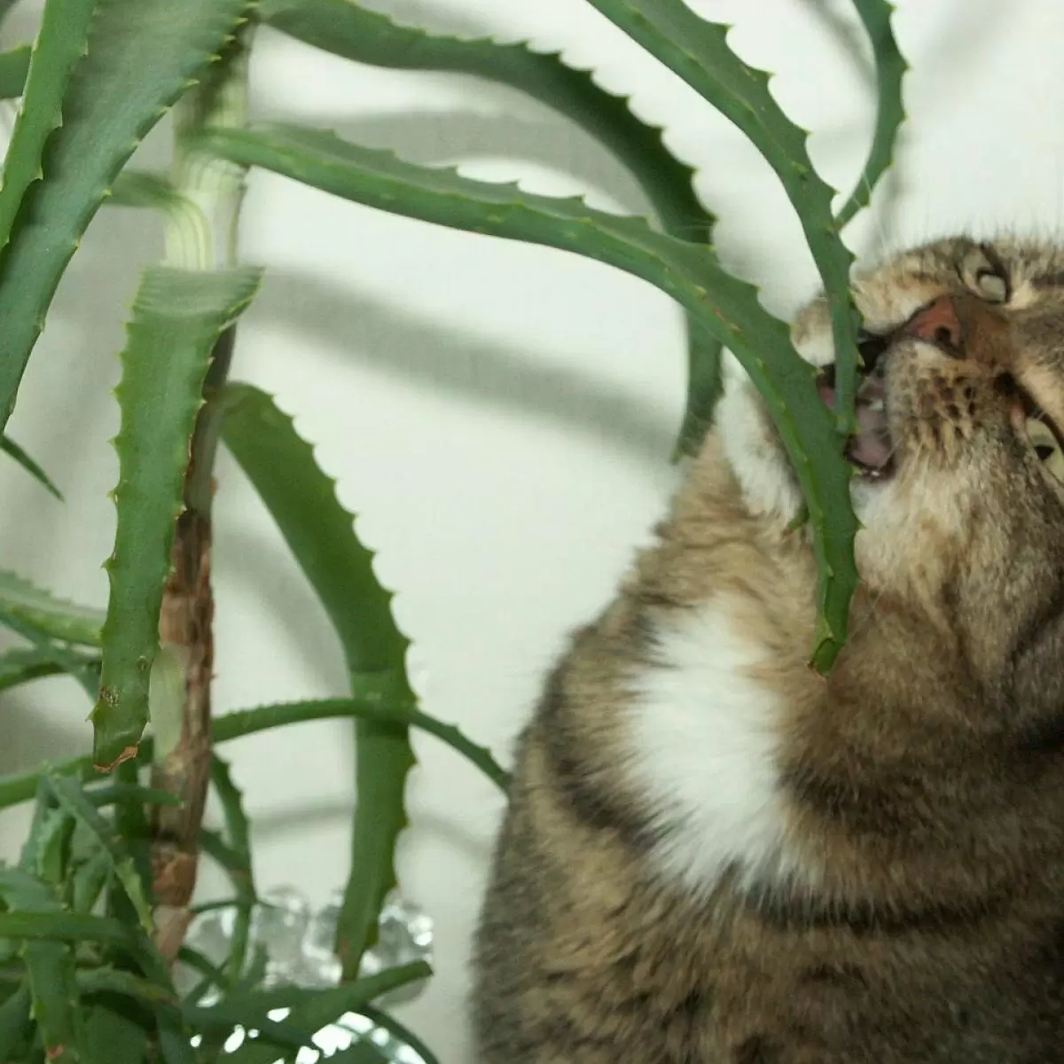 Алоэ: секреты превращения привычного растения в мощное удобрение для сада