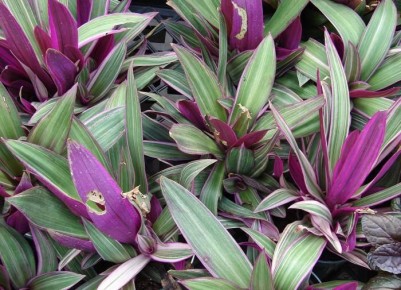 ������ ��������� ��������� �������� � ���� ����� ���������� ��������