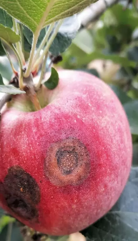 Как спасти урожай от горькой гнили: советы и рекомендации