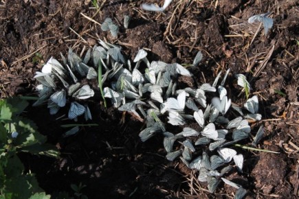 �� ������� ����������: ���������, ������� ����� ���������� ��� ���