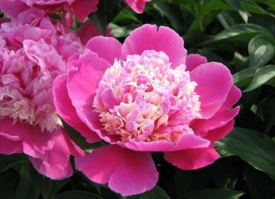 ��� ����������� ����� � ����: ������� �������� ������� ���������