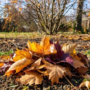 ������ ������ ���������: ����������� ����������� ������������� ��������� ��������