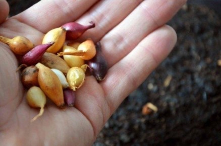 ��� �������� �������� ����: ������� ��������� �� �������� �������� �� �����