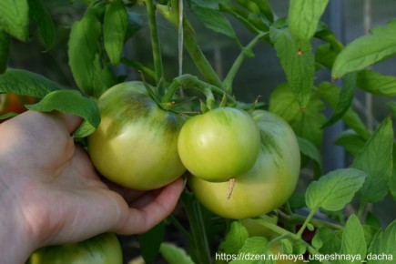 ������ ������ � �������� ����� ��� ��������� �������: ������ �� �����