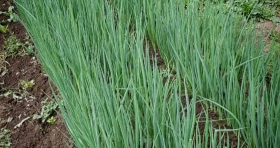 ��� ��� ����� ����� ����� ����� ������� �������