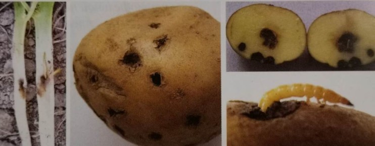 ��� �������� ��������� �� ������������: ������ �����������