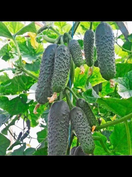 ������ ���������: ������������� ������ ��� ������� ������