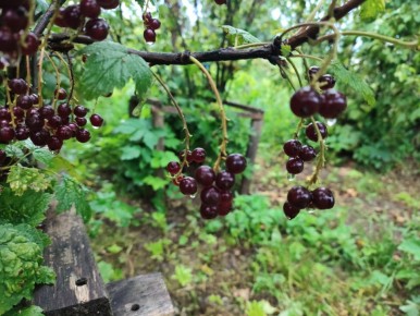 ������� ��������� ����� �� ����������: ���������� � �������� ������