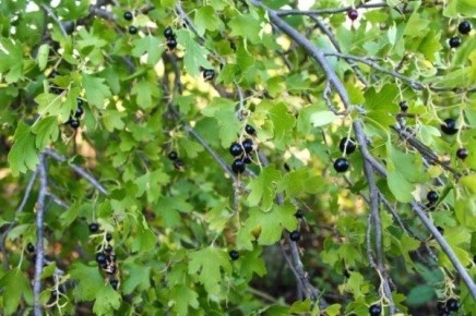 ���������: �������� ������ ����� ��� ������ ����