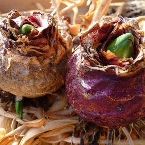 ���������� �� ����: �������� � ����� ��� ����������?