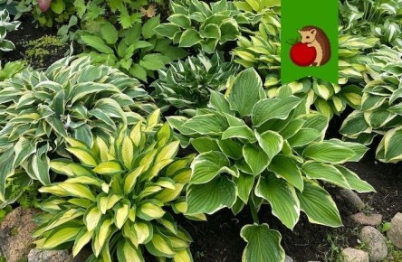 ��� ������������ � ������ � ����� ����: ������ ���������