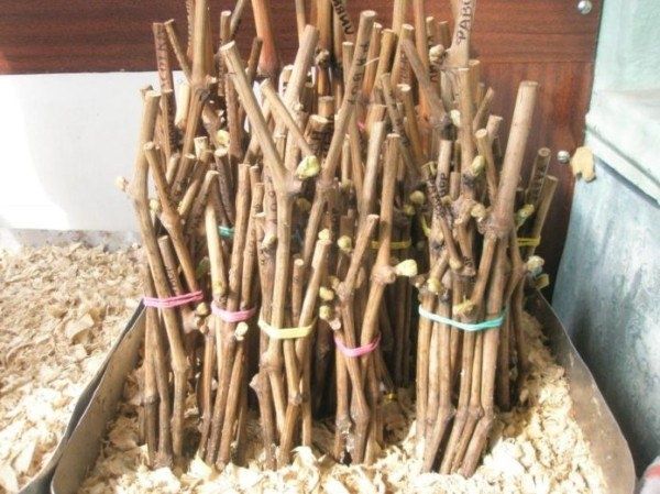 �� ������ ������ � ����� ������: ��������� �������� ���������