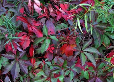 ��� ����� ���������� ������� ��������: �� �������� �� ��������