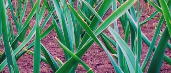 ����� ��� �������: ��� ��������� ������������� ������ ������, ����� �������� ����������