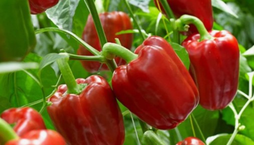 ����� ��������: ��� ����� ����� � ������ ������� � ������������� �������