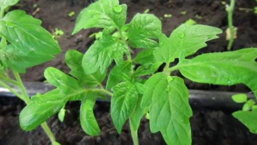 ����������� ������ ������ � ��������� �������: �������, � ������� ����� �����