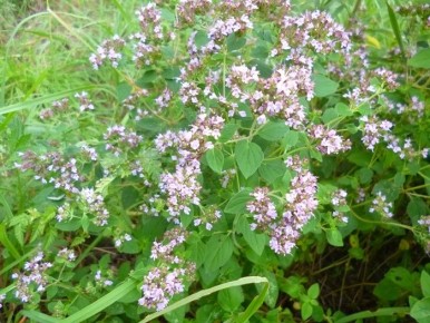 ������ ������������: ���������� �� ������ �������