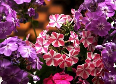 ������ ��� �������: ��� ������ �������� �� ������ ������