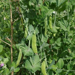 ��� ������� ��������� ����� ��� ������� ������