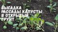 ����� ����� �������� ������� �������: ������������ ������ ��� ��������� ������
