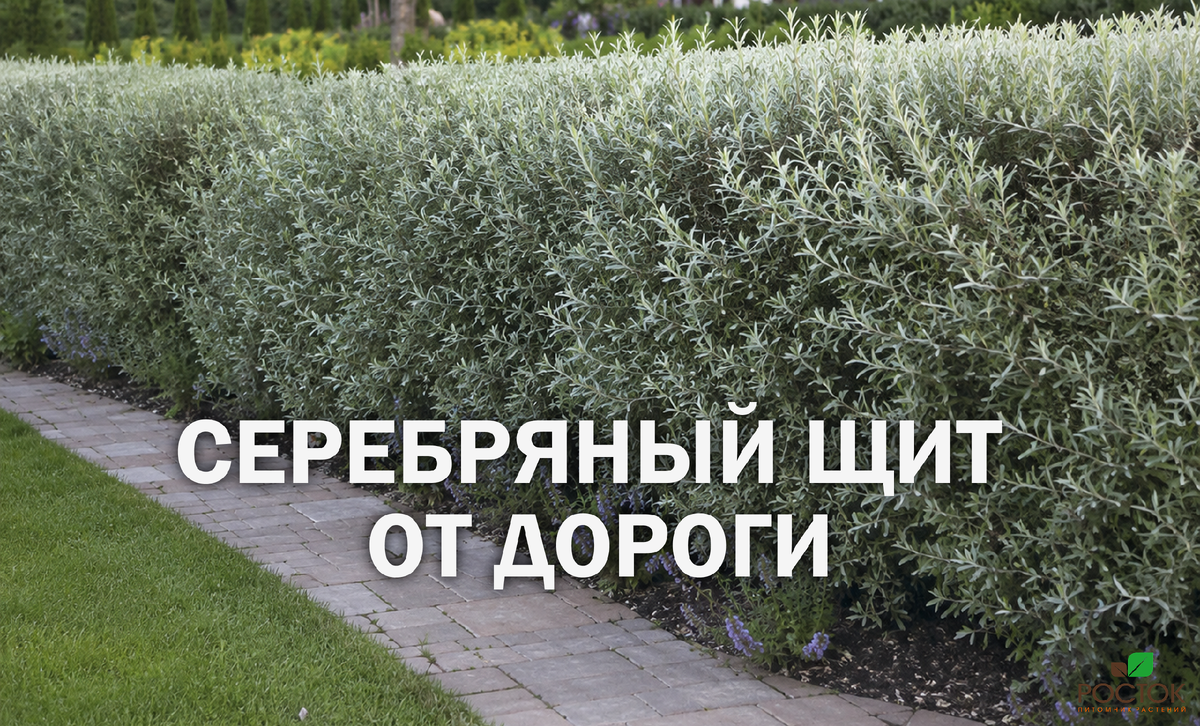 Секреты лоха серебристого: идеальный защитник вашего сада
