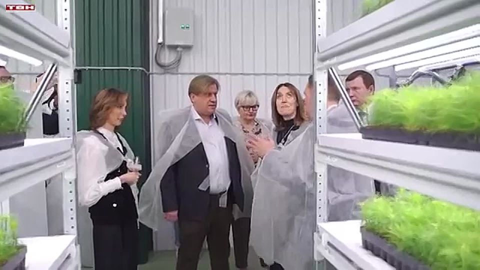 Сосна. Теплицы. Рекультивация