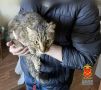 В Кемерове один кот переполошил весь дом