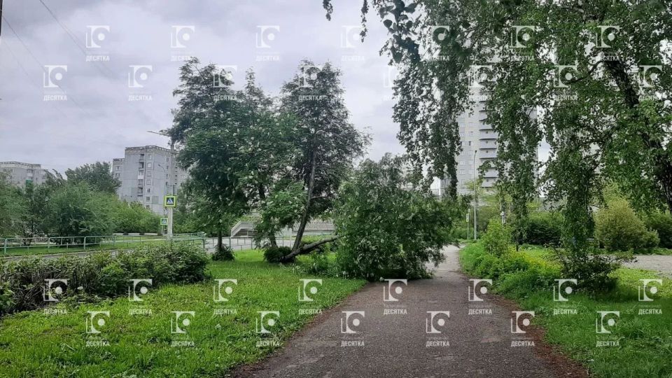 А вот это дерево само упало сегодня, не выдержав сильного ветра