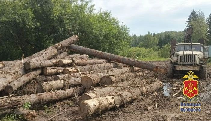 Десятки деревьев незаконно спилили под Новокузнецком: организатору рубки вынесен приговор