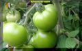 Дрожжевая подкормка для томатов: секреты, которые изменят ваш урожай