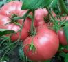 Секреты успешного урожая: как костная мука повышает продуктивность помидоров