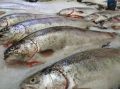 Рыба из Заполярья: доступнее, чем в Норвегии и Японии