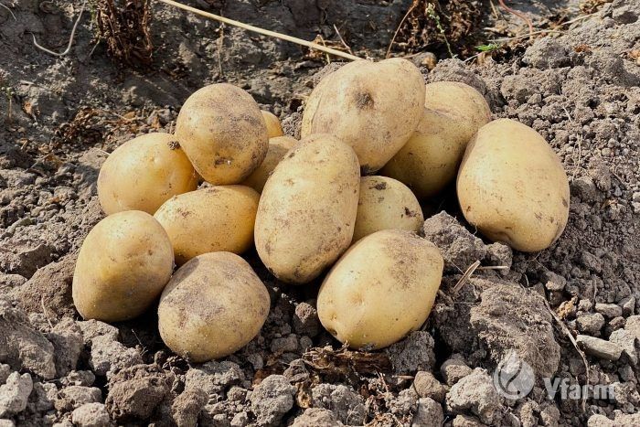 Картофель Спринтер: быстрое созревание, отличный вкус и надежность