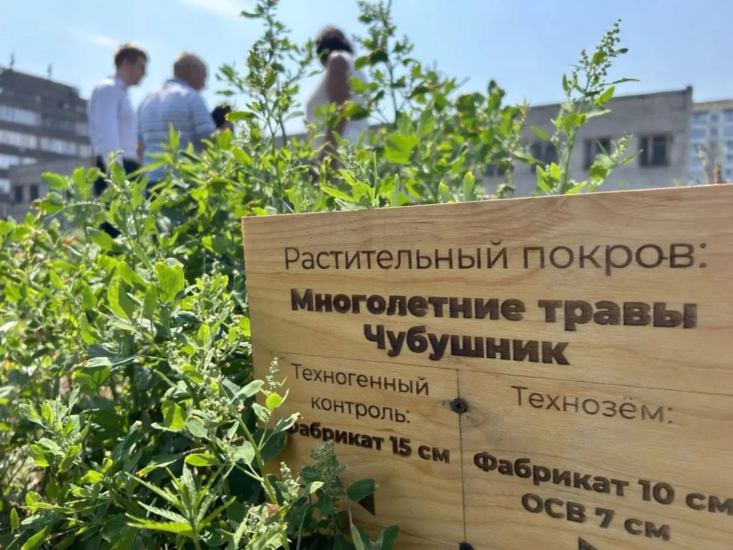 В СибГИУ на техноземе вырастили кустарники и кедры В СибГИУ на техноземе вырастили кустарники и кедры