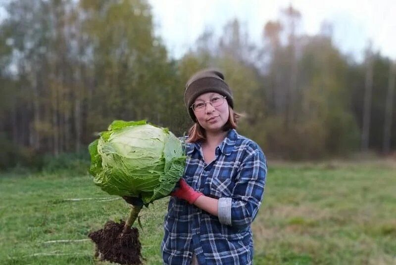 Когда собирать капусту: секреты успешного урожая