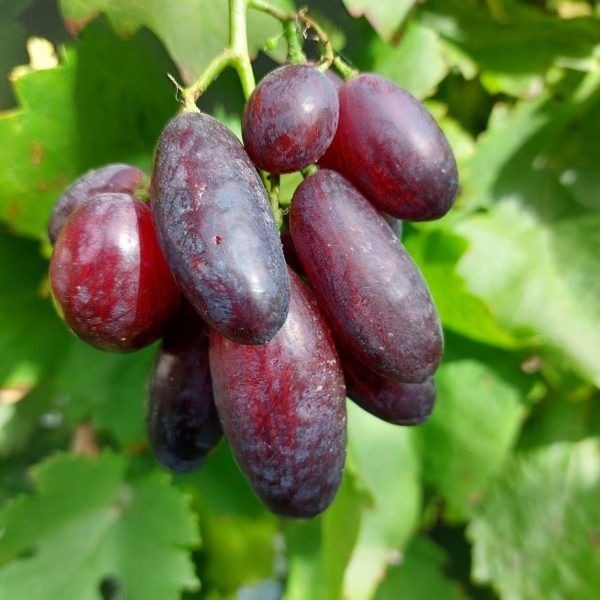 Виноград Олимп: ранний столовый сорт с крупными ягодами и гармоничным вкусом