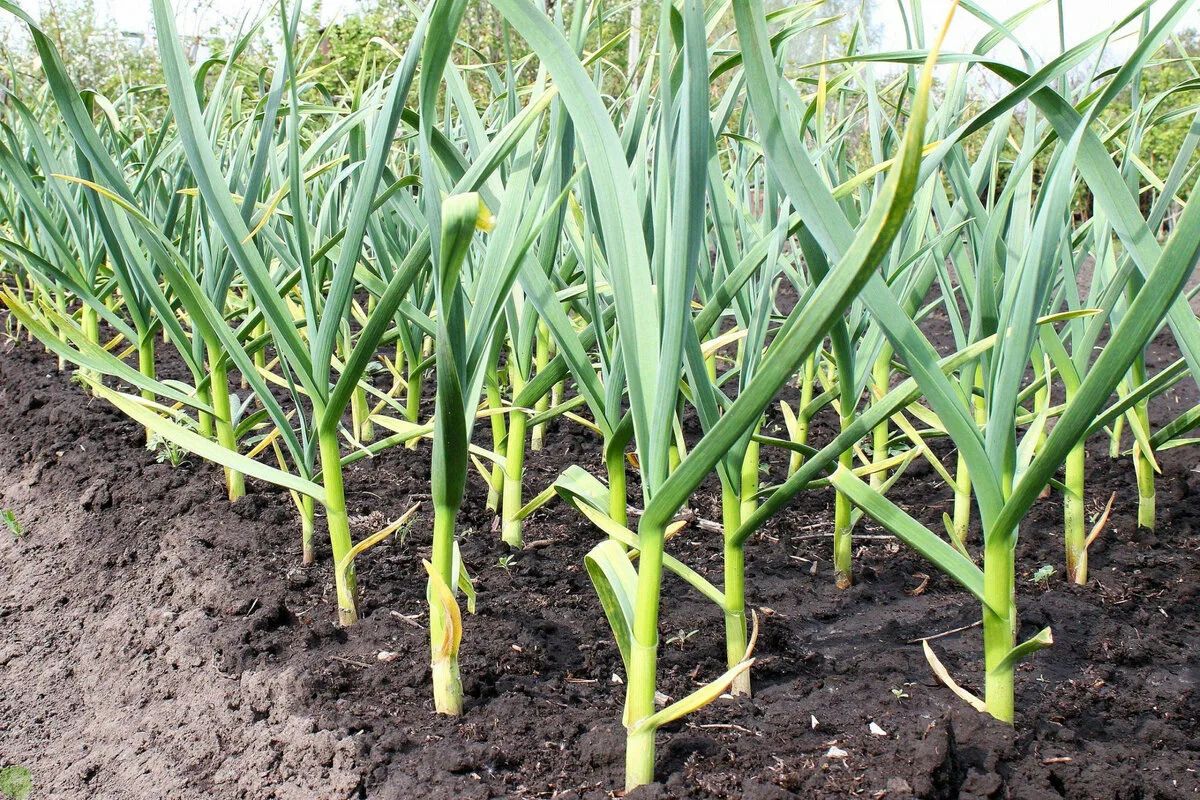 Как избежать потерь при сборе озимого чеснока в дождливый сезон