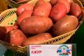 Загадочный картофель Ажур: удивительные свойства и секреты ухода