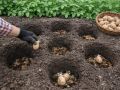 Посадка картофеля в отдельные лунки повышает урожайность