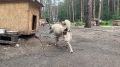 Новый герой рубрики «Хочу домой» – Лексус