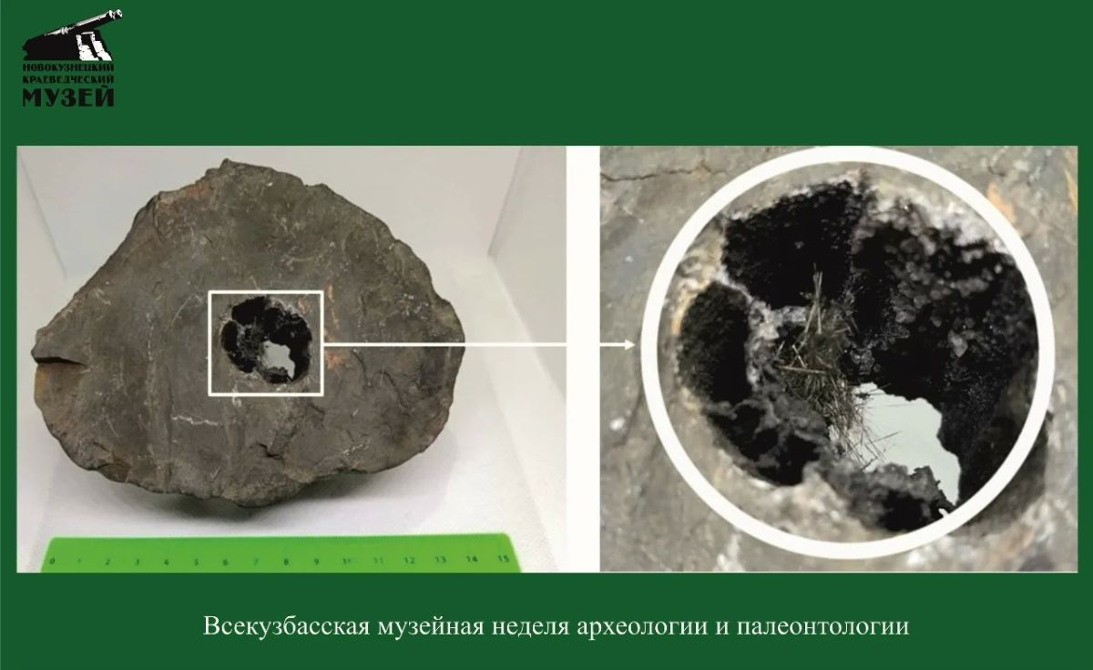 Всекузбасскую музейную неделю археологии и палеонтологии продолжим рассказом о вымерших деревьях – кордаитах Всекузбасскую музейную неделю археологии и палеонтологии продолжим рассказом о вымерших деревьях – кордаитах