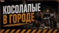 Медведи в окрестностях городов