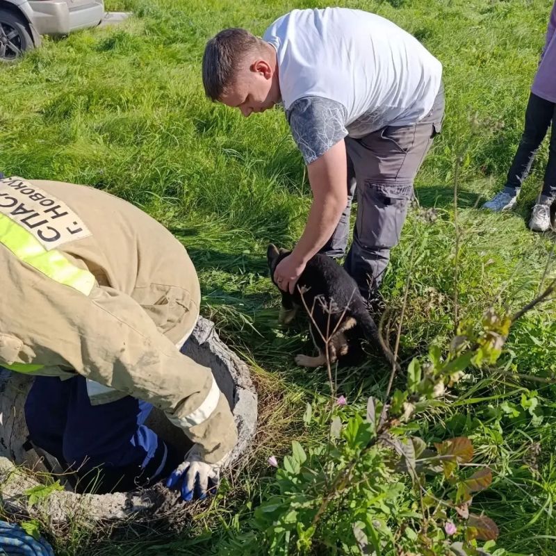 Два дня из жизни новокузнецких спасателей: от спасения человека до помощи братьям нашим меньшим Два дня из жизни новокузнецких спасателей: от спасения человека до помощи братьям нашим меньшим