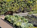 Подписчица Юлия поделилась видео, на котором медвежата пришли полакомиться виноградом в СНТ под Междуреченском