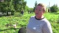 Высадка рябин в Бедарево. Зеленую зону будущего создают в селе Бедарево