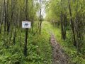 В связи с частыми выходами медведей культурно-массовые мероприятия в Междуреченске теперь разрешается проводить только в помещениях