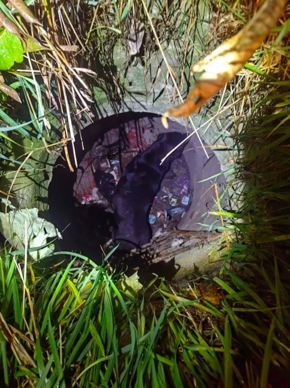 На Запсибе такса забралась на дерево На Запсибе такса забралась на дерево
