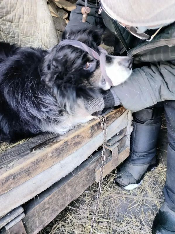 Новокузнецкие спасатели за два дня освободили двух собак