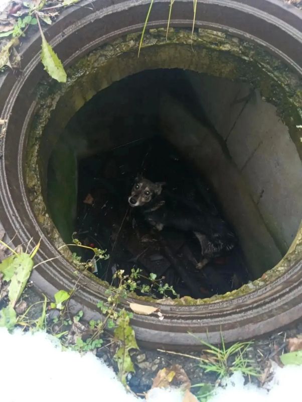 Новокузнецкие спасатели за два дня освободили двух собак Новокузнецкие спасатели за два дня освободили двух собак