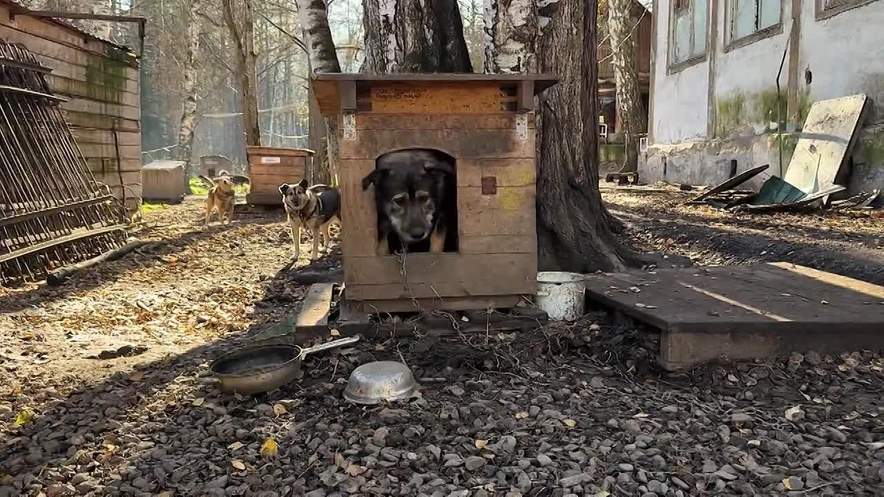 Знакомьтесь: это Рекс!. В приюте он с самого детства – щенком подбросили